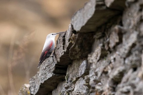 Wallcreeper (Tichodroma muraria) foraging on a wall, wildlife, Germany, Europe