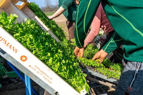 Agriculture, herb gardening, parsley is planted in rows in a field with a planting machine