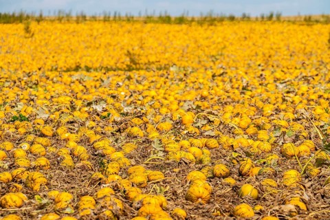 Field with Styrian oil pumpkins, partly dried up due to the drought in summer 2020, on the Lower