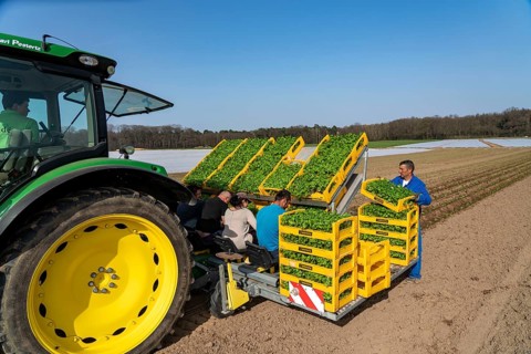 Vegetable cultivation, celery plants are planted in the field with a planting machine,