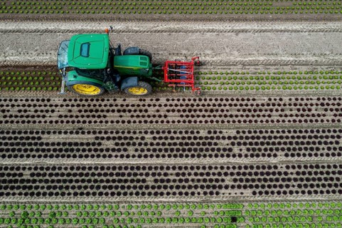 Farmer working a field with different heads of lettuce, in different stages of growth, weeds are