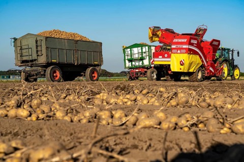 Potato harvesting, so-called split harvesting method, first the tubers are taken out of the ground,