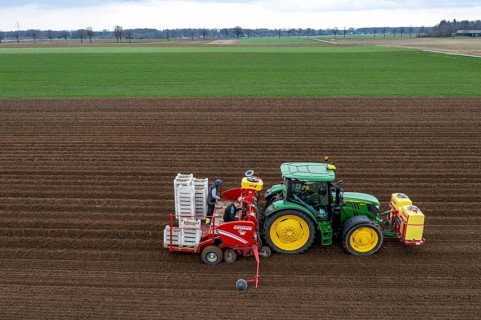 Early potatoes are placed in the soil of the field with a planting machine, Agriculture, Spring