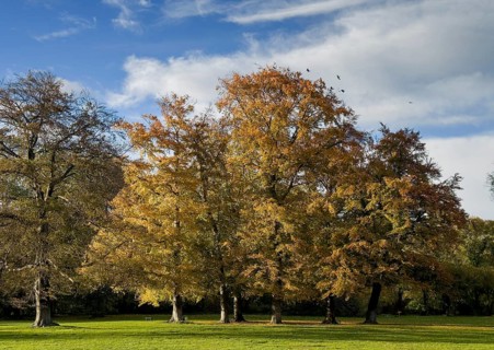 English Garden in autumn, dynamic cloud structure, Munich, Bavaria, Germany, Europe