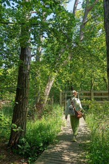 Wooden footbridge, trees, viewing platform, woman, circular hiking trail, Darßer Ort, Born a. Darß,