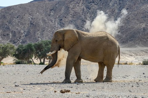 Desert elephant (Loxodonta africana) taking a sand bath in the Hoanib dry river, Kaokoveld, Kunene