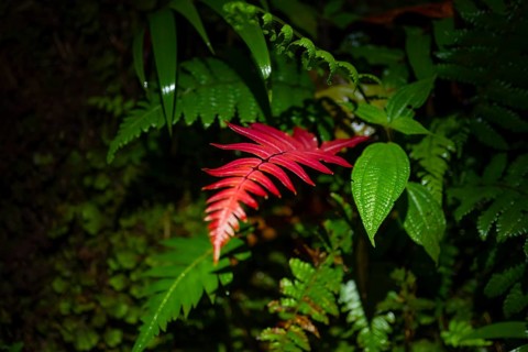 Red fern leaf among green ferns, at night in the tropical rainforest, Refugio Nacional de Vida