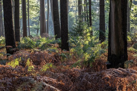 Bracken fern (Pteridium aquilinum) in spruce forest, Emsland, Lower Saxony, Germany, Europe