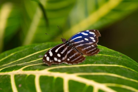 Spotted fritillary (Myscelia cyaniris), blue and white butterfly sitting on a leaf, Alajuela