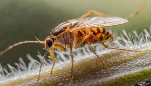 Animals, symbol, close-up of a flea, pest, parasite, AI-generated, AI-generated, AI generated