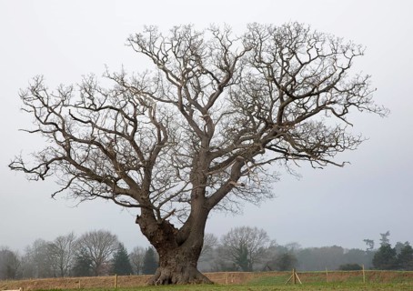 Single leafless oak tree in winter standing in field against grey overcast sky, Martlesham,