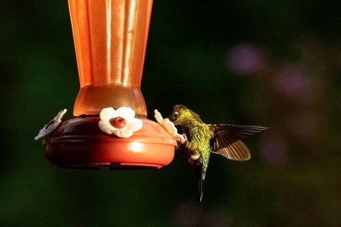Violet-crowned Brilliant Hummingbird (Eugenes fulgens syn. Eugenes spectabilis), Los Quetzales
