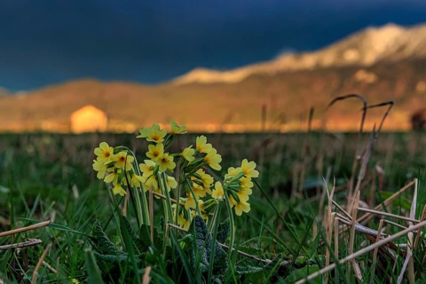 Common cowslip (Primula veris) in a meadow in front of a mountain landscape, storm clouds,