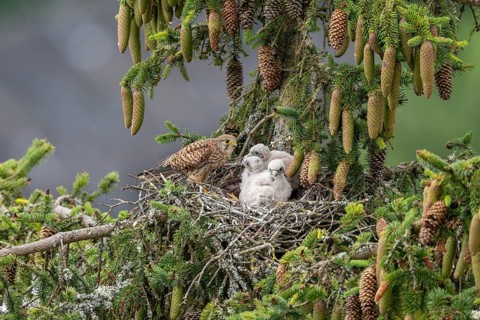 Common kestrel (Falco tinnunculus), female adult bird with young birds not yet ready to fly in the