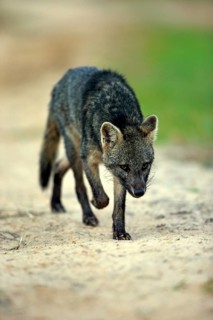 Maikong (Cerdocyon thous), adult, vigilant, stalking, Pantanal, Mato Grosso, Brazil, South America