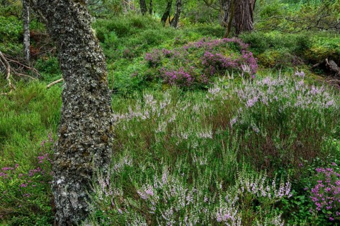Forest with heath, Aviemore, Scotland, Great Britain