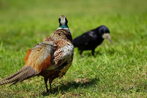 Common pheasant (Phasianus colchicus) adult male bird watching a Rook on a garden lawn, Suffolk,