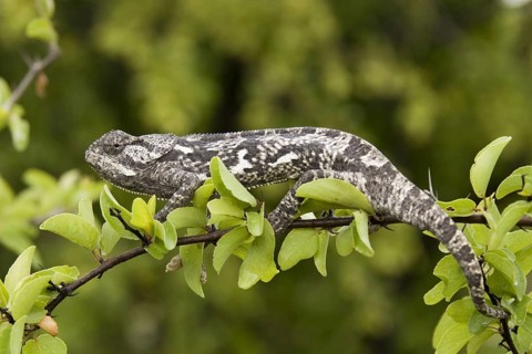 Lappet-faced chameleon (Chamaeleo dilepis) on the lookout for prey. Etosha NP, Namibia, Africa,