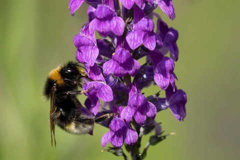 Buff tailed bumble bee (Bombus terrestris) adult insect feeding on a garden Toadflax flower in the