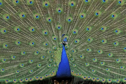 A blue peacock shows its beautiful feathers, (Pavo Scalloped ribbonfish), peacock wheel, peacock