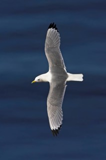 Kittiwake, flight photo, Heligoland Island, (Rissa tridactyla), Heligoland, Heligoland Island,