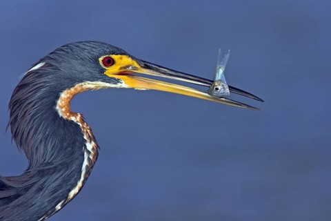Tricolored heron (Egretta tricolor), foraging, Little Estero Lagoon, Sanibel Island, Florida, USA,