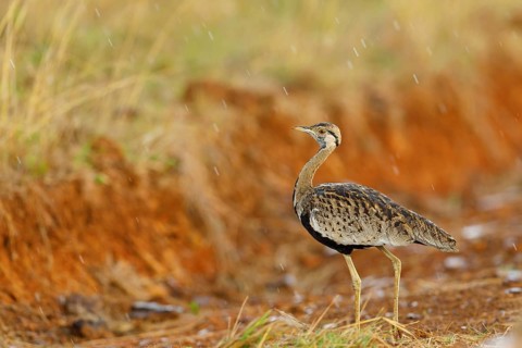 Black-bellied bustard, (Eupodotis melanogaster), Ithala Game Reserve, Louwsburg, KwaZulu-Natal,