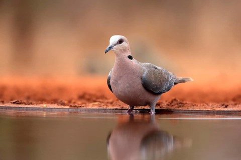 Red-eyed dove (Streptopelia semitorquata), Red-eyed Dove adult, at the water, Kruger National Park,