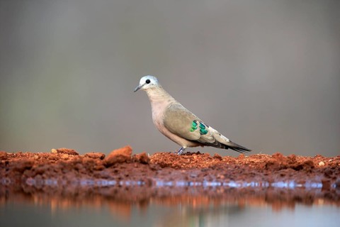 Emerald-spotted wood dove (Turtur chalcospilos), adult, at the water, Kruger National Park, Kruger