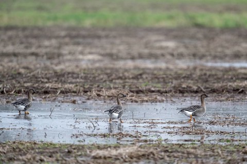Bean Geese (Anser fabalis), Emsland, Lower Saxony, Germany, Europe