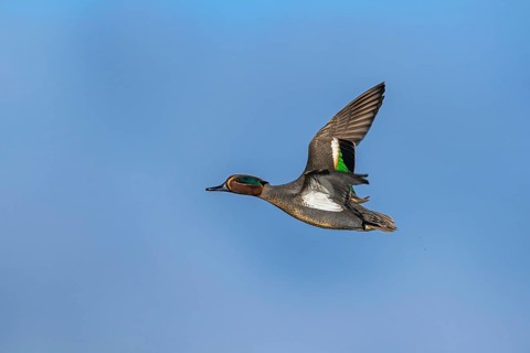 Eurasian Teal, Anas crecca, male in flight on blue sky