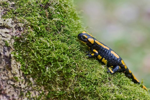 Fire salamander (Salamandra salamandra), Lower Saxony, Germany, Europe