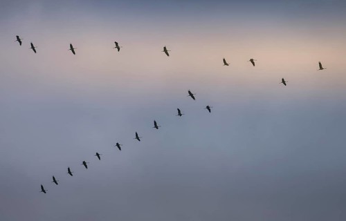 Cranes in the sky over Linum, Brandenburg, Germany, Europe