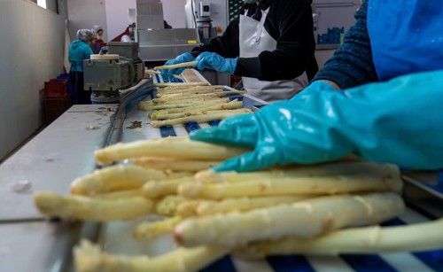 Asparagus farm, white asparagus is washed, cut and sorted by quality after harvesting, near