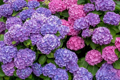 Hydrangea bush, Münsterland, North Rhine-Westphalia, Germany, Europe