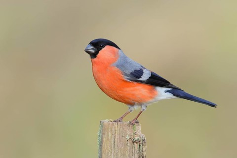 Eurasian bullfinch (Pyrrhula pyrrhula), male, sitting on an old picket fence, animals, birds,