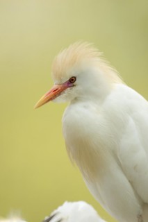 Cattle egret (Bubulcus ibis), portrait, Camargue, France, Europe