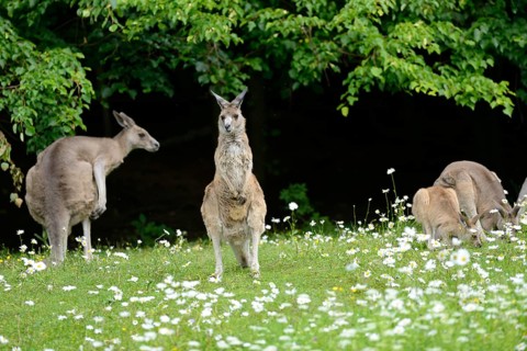 Close-up of western grey kangaroo (Macropus fuliginosus) in a flowermeadow in spring