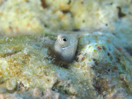 A tiny blue-bellied combfish (Alloblennius pictus), bonefish, looks out of its hiding place. Dive
