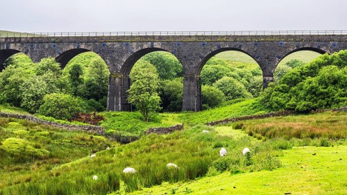 Viaduct and Sheeps on Farms in Yorkshire Dales National Park, North Yorkshire, England, United