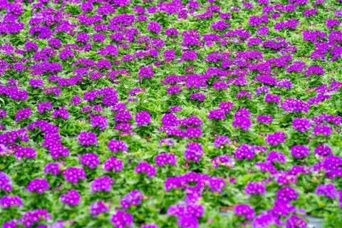 Horticultural business, greenhouse, flower pots with Kapmargerites, Osteospermum, grow up,