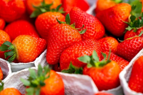 Freshly harvested strawberries, packed in boxes and crates for the consumer, strawberry cultivation