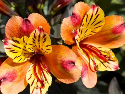 Peruvian lily, Peruvian lily (Alstroemeria aurea)