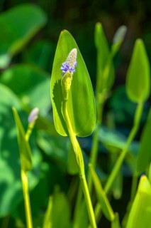 Pickerelweed (Pontederia cordata), Bavaria, Germany, Europe