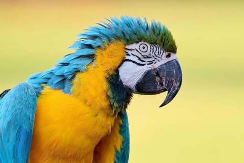 Blue and yellow macaw (Ara ararauna), captive, Lower Saxony, Germany, Europe