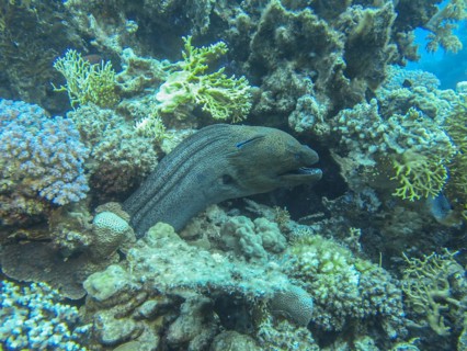 Giant Moray moray (Gymnothorax javanicus), dive site Siyul Kebir Reef, Red Sea, Egypt, Africa