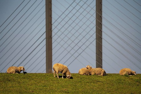 Flock of sheep on a Rhine dyke near Rees, Rhine bridge Rees, B67, Lower Rhine, Germany, Europe