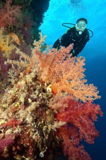 Female diver looking at reef wall drop off of colourful coral reef with soft corals