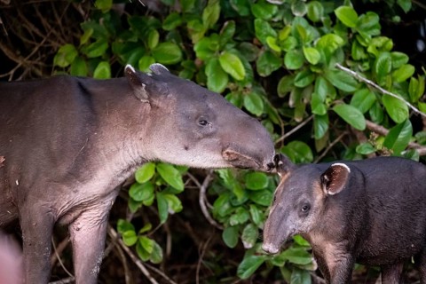 Baird's tapir (Tapirus bairdii), mother and young, in the rainforest, Corcovado National Park, Osa,