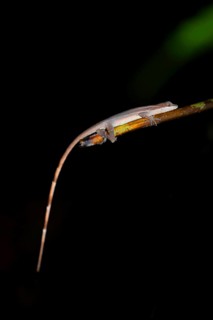 Anolis (Anolis) sitting on a stem at night, at night in the tropical rainforest, Refugio Nacional